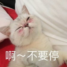 猫咪表情包,已完结堆糖,美好生活研究所超可爱猫咪表情包