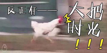 77张鸡表情包祝你鸡年大吉吧