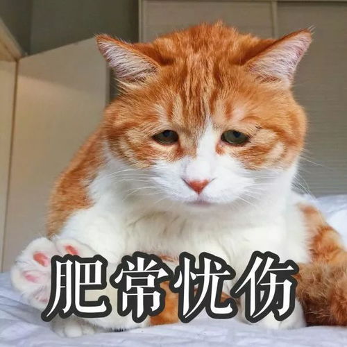 这是一条可爱搞怪的表情包合集