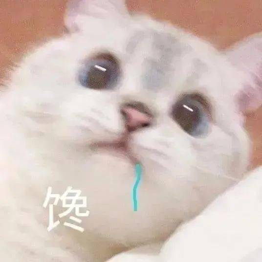 今日份热门表情包