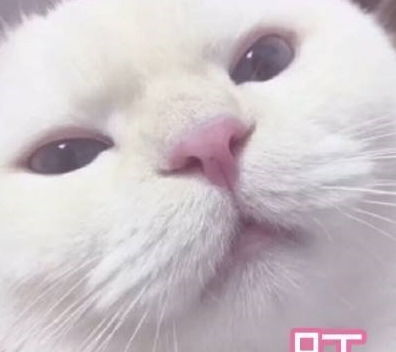 女子早上睡过头,走到客厅看到三只猫的表情,脚跟都站不稳了