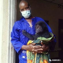 一群大猩猩的自拍火了,然而这和谐画面背后,一群人以生命为代价的守护...