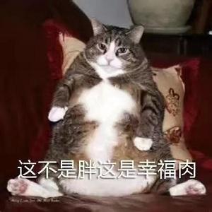 大脸喵的困惑表情包满脸都写着高兴