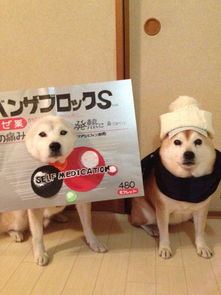 不仅是表情包,还是cos大神,这对儿柴犬简直萌翻