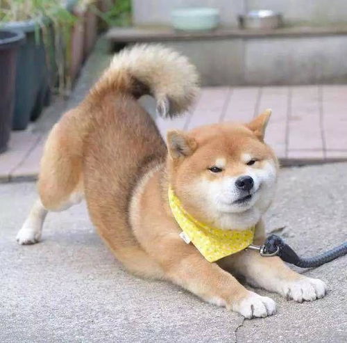 二哈柴犬卡通头像柴犬