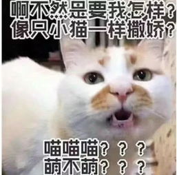 qq搞笑聊天表情包连豆腐都有脑,你却没有