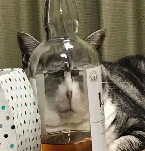 当沙雕网友遇上蠢萌猫狗,今日份的沙雕表情包又增加了