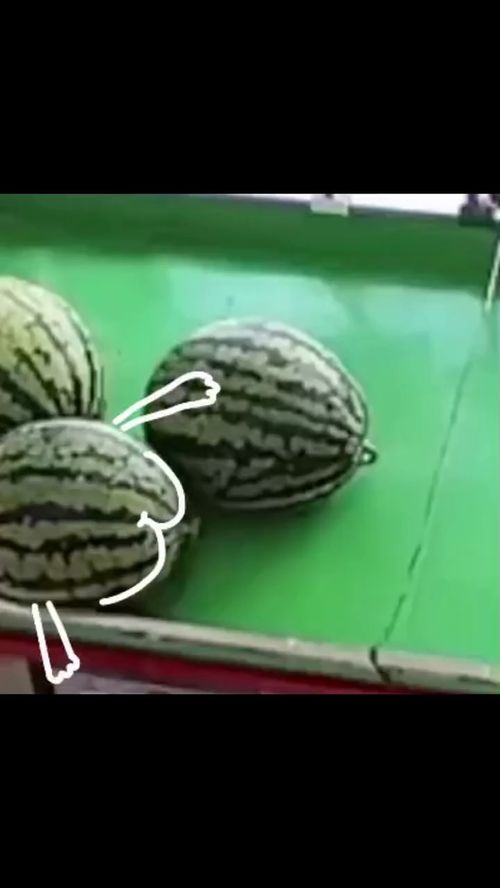 万物画手这几天的瓜都吃吐了开新坑啦,不是动物也能画哈哈给动物画手魔性沙雕表情包