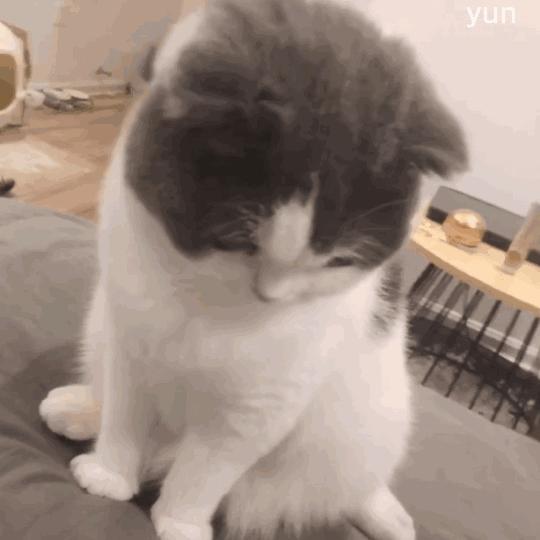 可爱小猫猫搞笑表情包