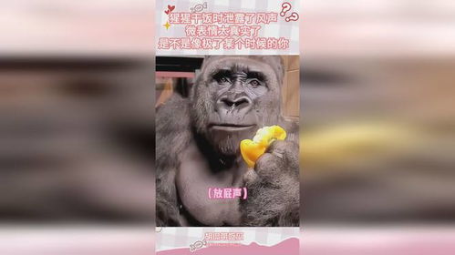 猩猩干饭时泄露了风声,微表情太真实了,是不是像极某个时候的你