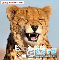 敲里吗表情大合集下载敲里吗猫咪表情高清无水印下载飞翔下载