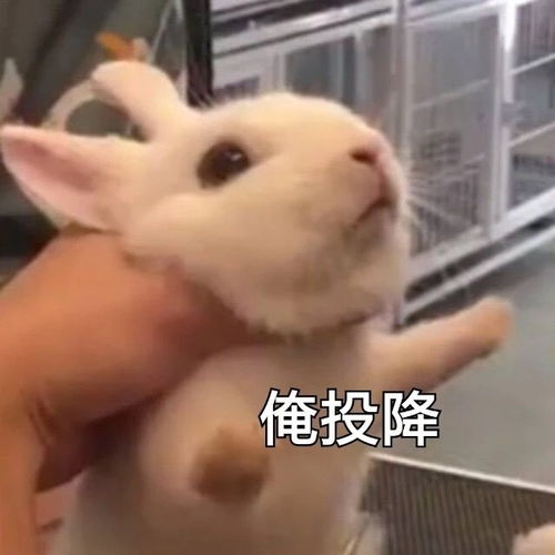 热门表情包图片这么可爱的人儿,也会生闷气吗