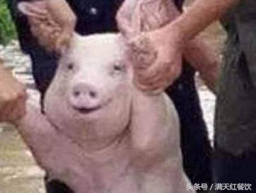 广东烧乳猪应该选哪种小八戒,三个重要因素,你做到了没有