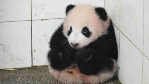 熊猫捣乱奶妈搞卫生,被强行抱到墙角,回头表情抢镜你不爱我了