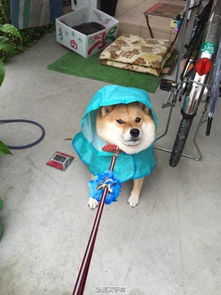 求一张秋田犬的图片,被主人拉着绳子蹲在地上坚决不肯走的搞笑图片