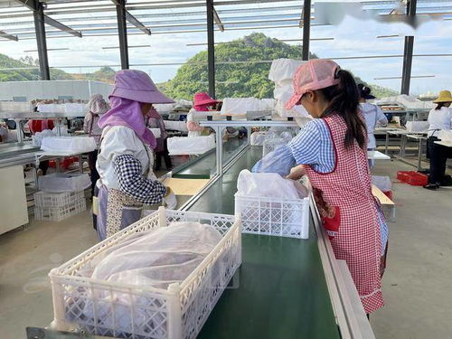 文山市德厚建成冷藏分拣包装厂深加工技术迈出新步伐
