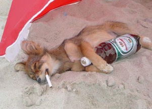 全球搞笑动物图集鸭子抽烟酷劲十足