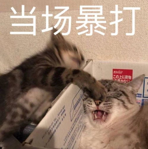 网易云里有什么沙雕搞笑的段子