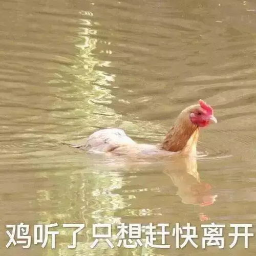 今日份的可爱表情包