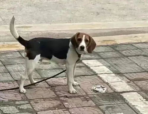 狗窝都能吹空调,狗子打针还要抱,真有趣
