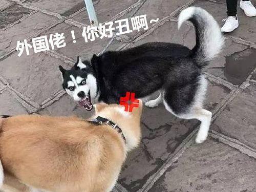 当二哈遇上柴犬,两只戏精上身,留下宠主在风中凌乱了