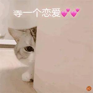 成年人才用的表情包