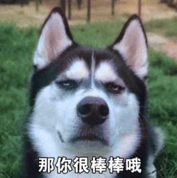 我从来没有见过,这么装逼的哈士奇表情包,有了它称霸装逼界