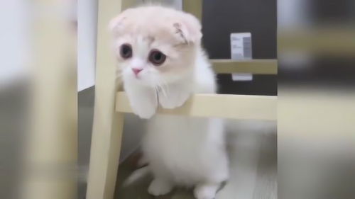 搞笑视频两只可爱的小猫在蓝色的地毯上做游戏,表情萌翻了