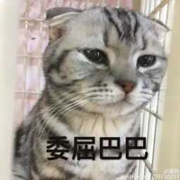 猫咪被关在笼子里满脸委屈,了解原因后,爆笑了哈哈哈....