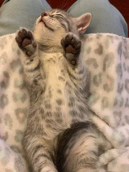 睡姿各种销魂的招财猫猫最后表情简直笑翻