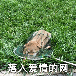 沙雕表情包和你室友说,今晚回家住