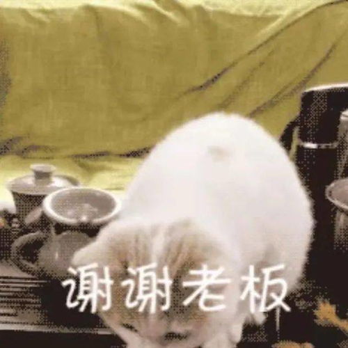 谢谢老板丨第311期喵表情包