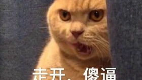 拥有吸猫体质是什么体验