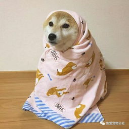 令人嗔目结舌的汪星人,人送绰号赛二哈