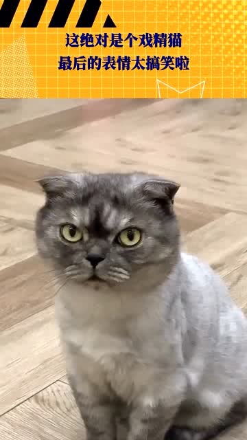 这绝对是个戏精猫,最后的表情太搞笑啦