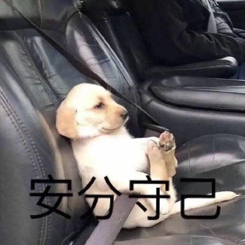 我的狗便秘,我掏出了我的开塞露