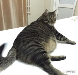 居然被我发现了一只比橘猫还胖的狸花猫