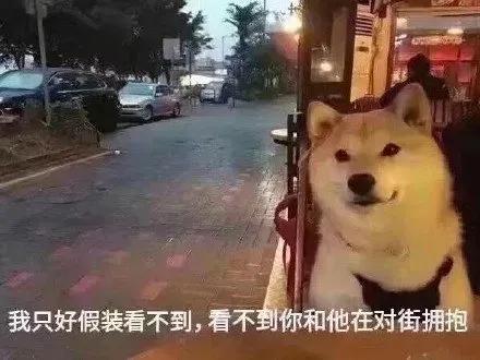 七夕搞笑表情包青蛙孤寡单身狗出租一套