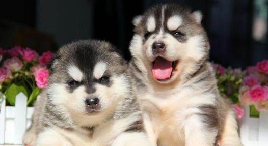松狮的幼犬,比熊的幼犬,大白熊的幼犬,都不如它的幼犬萌