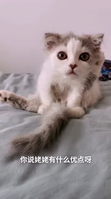 二哈懵逼的表情太搞笑了