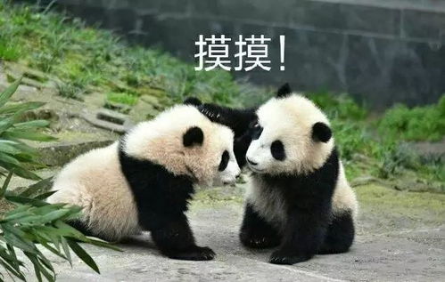 纽约时报评选出的2017年最搞笑的五大网红事件,看到哪个笑疯了你