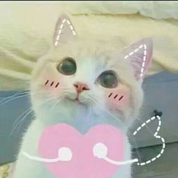 动物qq头像可爱猫咪搞笑头像自己做的梦总能成真
