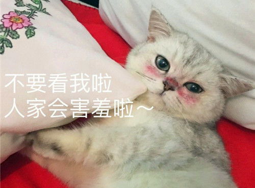猫咪图片超可爱猫咪表情包