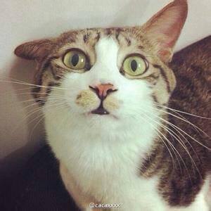 小猫qq头像,卡通版的最好,现实的猫也行