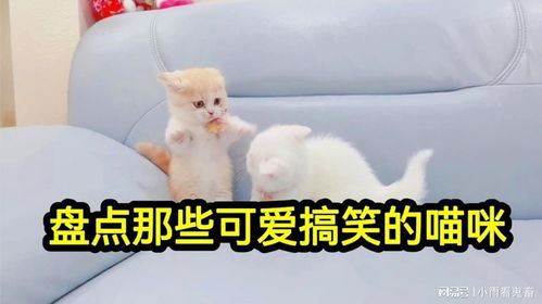 盘点那些既可爱又搞笑的喵星人,小表情既呆萌又搞笑