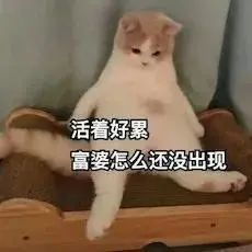 猫咪表情包宝,你实在过分冷漠,泪已打湿我的世界