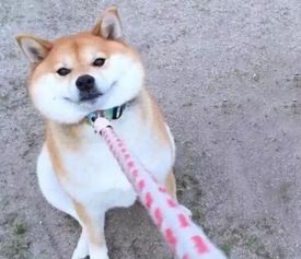 柴犬好不好养呢,盘点那些关于柴犬的性格