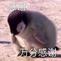 斗图表情包合集你真是个憨憨
