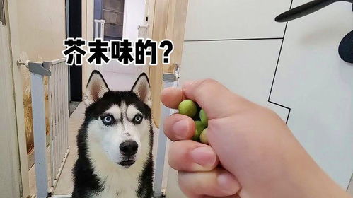 哈士奇吃芥末味花生,柯基吃芥末味花生对比太好笑了