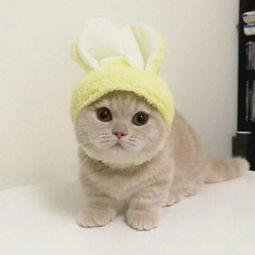 猫咪可爱搞怪微信头像7
